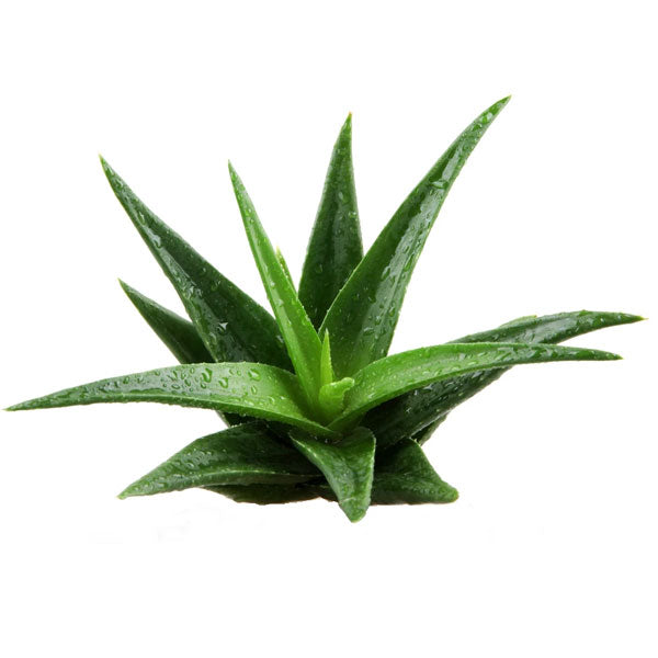 Aloe Vera Gel - Natural 1000ml